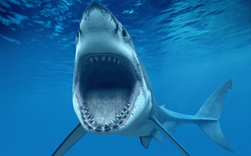 shark-jaws-wide-open